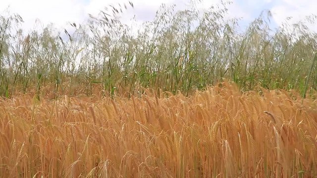 Detalle de Espigas de Cebada Doradas mezcladas con avena moviendose  con el aire

