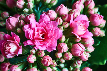 Detail of ornamental flowers of Kalanchoe pot plant.