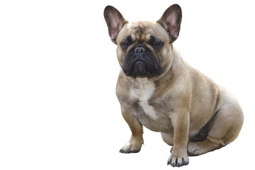 pug pedigree dog isolated on white background