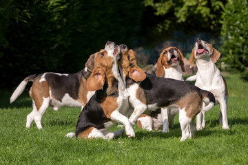 Beaglemeute