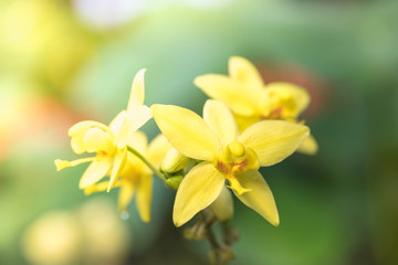 Close up of yellow orchid flower with green leaft nature background.