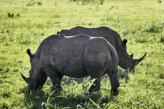 White Rhino (Ceratotherium simum) Hluhluwe National Park, Kwa-Zulu Natal, South Africa