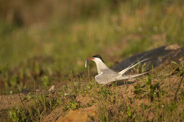 Arctic tern_