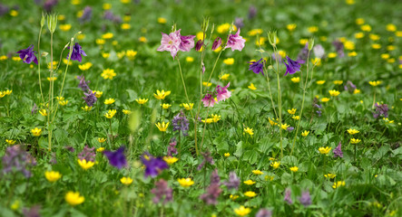 Fototapeta premium image of beautiful flowers in the garden