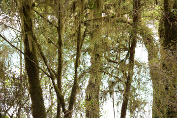 blue pools walk, wanderweg im dschungel, weg im dunkeln