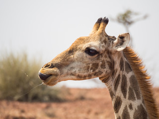 Obraz premium Portrait of giraffe head from the side, Palmwag Concession, Namibia, Southern Africa