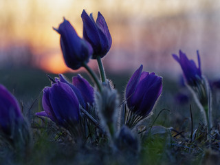 Kuhschelle, Küchenschelle, Pulsatilla vulgaris