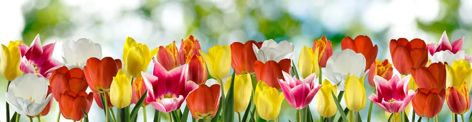 Poster de jardin Tulipe belles fleurs de tulipes dans le jardin