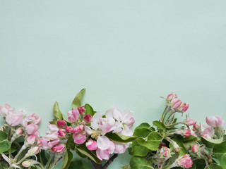  Flowers of an apple tree on a turquoise, blue background, top view, flat lay. concept spring, summer, Mother's Day holiday, March 8. 