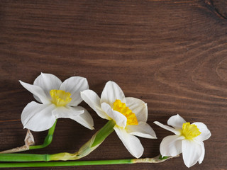 Flowers of daffodils on a dark wooden  background, top view, flat layout. 