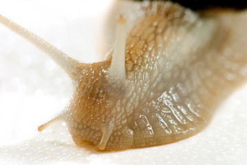 image of cochlea closeup