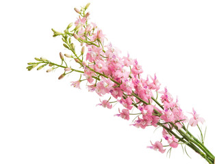 Wild flowers isolated