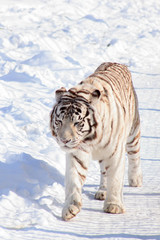 Wild white bengal tiger is walking on white snow. Animals in wildlife.