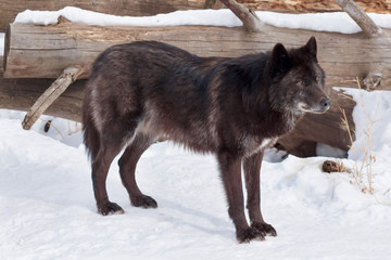 Wild black canadian wolf is standing on white snow. Animals in wildlife.