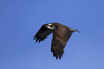 Osprey (Pandion haliaetus)