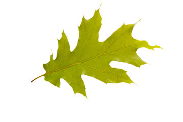 green oak leaf isolated