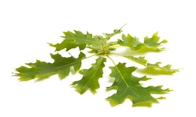 green oak leaf isolated