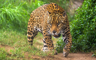 Jaguar in Amazon rain forest - obrazy, fototapety, plakaty