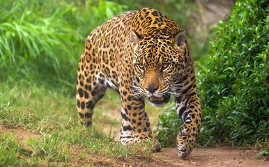Foto op Plexiglas Jaguar in het Amazone-regenwoud © christian vinces