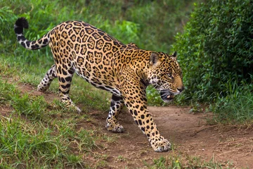 Foto op Plexiglas Jaguar in Amazon rain forest © christian vinces