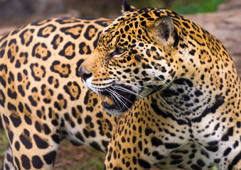 Fototapeta na wymiar Jaguar in Amazon rain forest