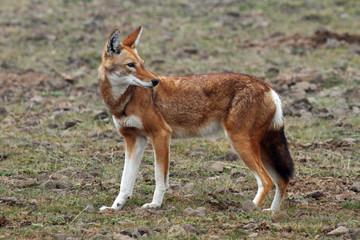 Ethiopian wolfon the Sanetti Plateau in the Bale Mountains in Ethiopia