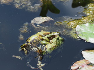 Fototapeta premium Teichfrösche kämpfen um Weibchen - Frogs fight for females