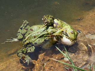 Teichfrösche kämpfen um Weibchen - Frogs fight for females