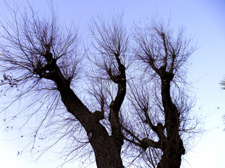 Ramas de árbol sin hojas en el jardín del parque