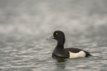 Tufted duck_