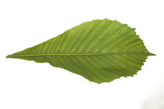 Chestnut leaf isolated on white background