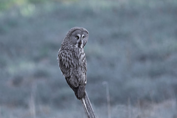 Great grey owl (Strix nebulosa)