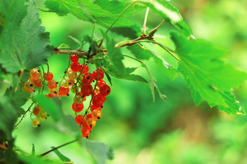 Red currants in the garden