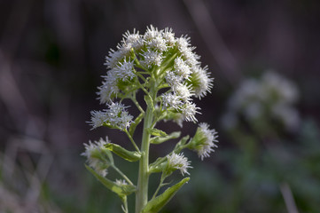 Petasites albus springtime forest herb, perennial rhizomatous plant flowering with group of small white flowers
