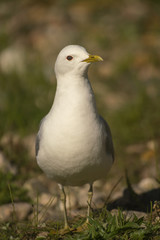 Common Gull_
