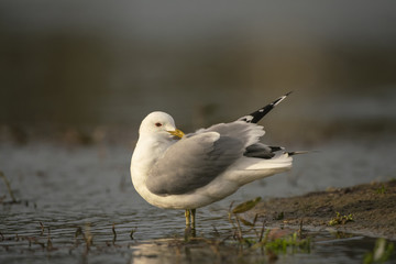 Common Gull_
