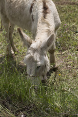 A donkey is eating grass
