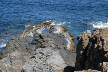 beach with sea lions