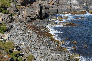 beach with sea lions