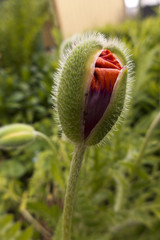 Die Mohnknospen stehen kurz vor der Bl&uuml;te, eine sch&ouml;ne Staude in meinem Vorgarten die mich jedes Jahr wieder erfreut.