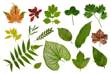 Set of various leaves of plants: herbs, bushes and trees, herbarium. Isolated, white background.