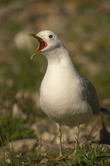 Common Gull_