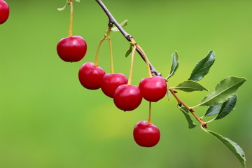 Cherry hanging on a branch