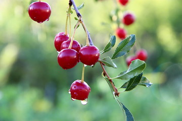 Cherry hanging on a branch