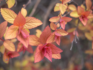 Spring, young leaves