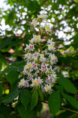 A flower of a chestnut tree. Spring blooming flowers of chestnut tree.