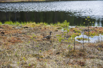 The duck on the shore and the lake view, Finland
