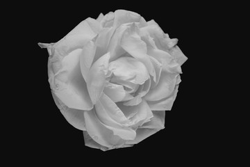 White rose bud on black background