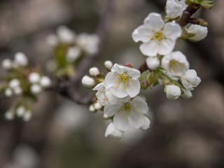 Fototapeta na wymiar Spring, blooming flowers
