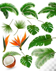 Deurstickers Tropische bladeren Set of tropical leaves and exotic flowers isolated on transparent background. Vector illustration.